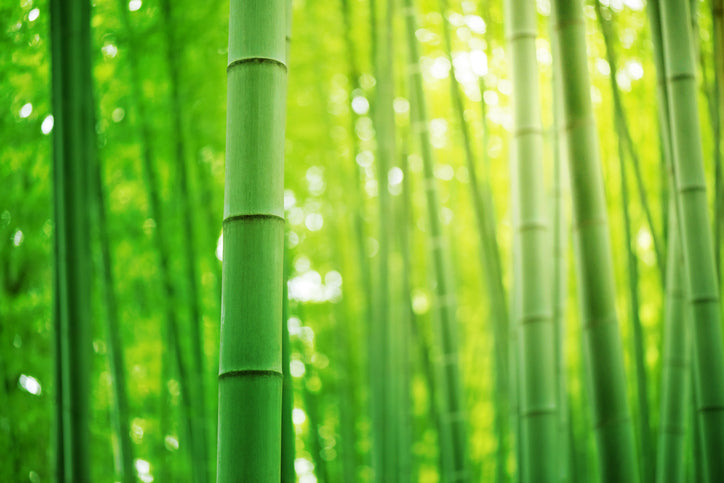 Top 10 Healthy Benefits of Bamboo Shoot